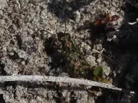 Gewone oeverloopkever [Elaphrus riparius]